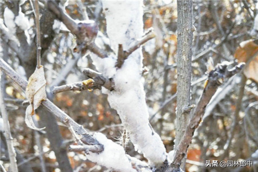 绿篱枝干被白色棉状物包裹，不要不在意，可能是蚧壳虫在危害