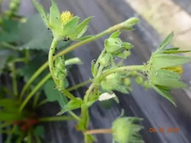 草莓大棚蚜虫用什么药剂,草莓白粉病防治特效农药