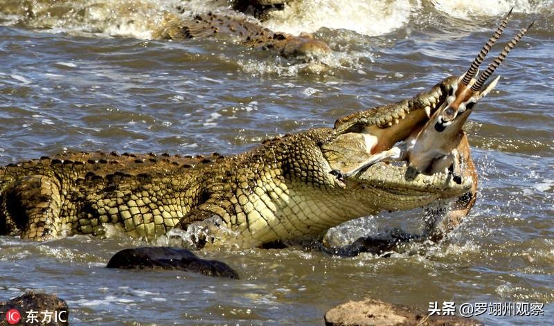 假如鳄鱼咬住了你的脚你该怎么办,要是鳄鱼咬住了人你咋办