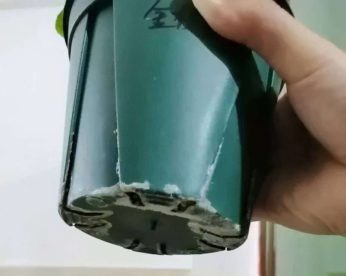 盆栽黄叶烂根什么原因,黄叶烂根怎么补救