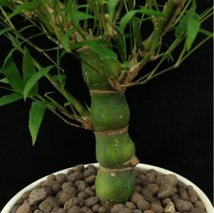 把竹子种在院子里行吗,什么样的花盆栽竹子好看