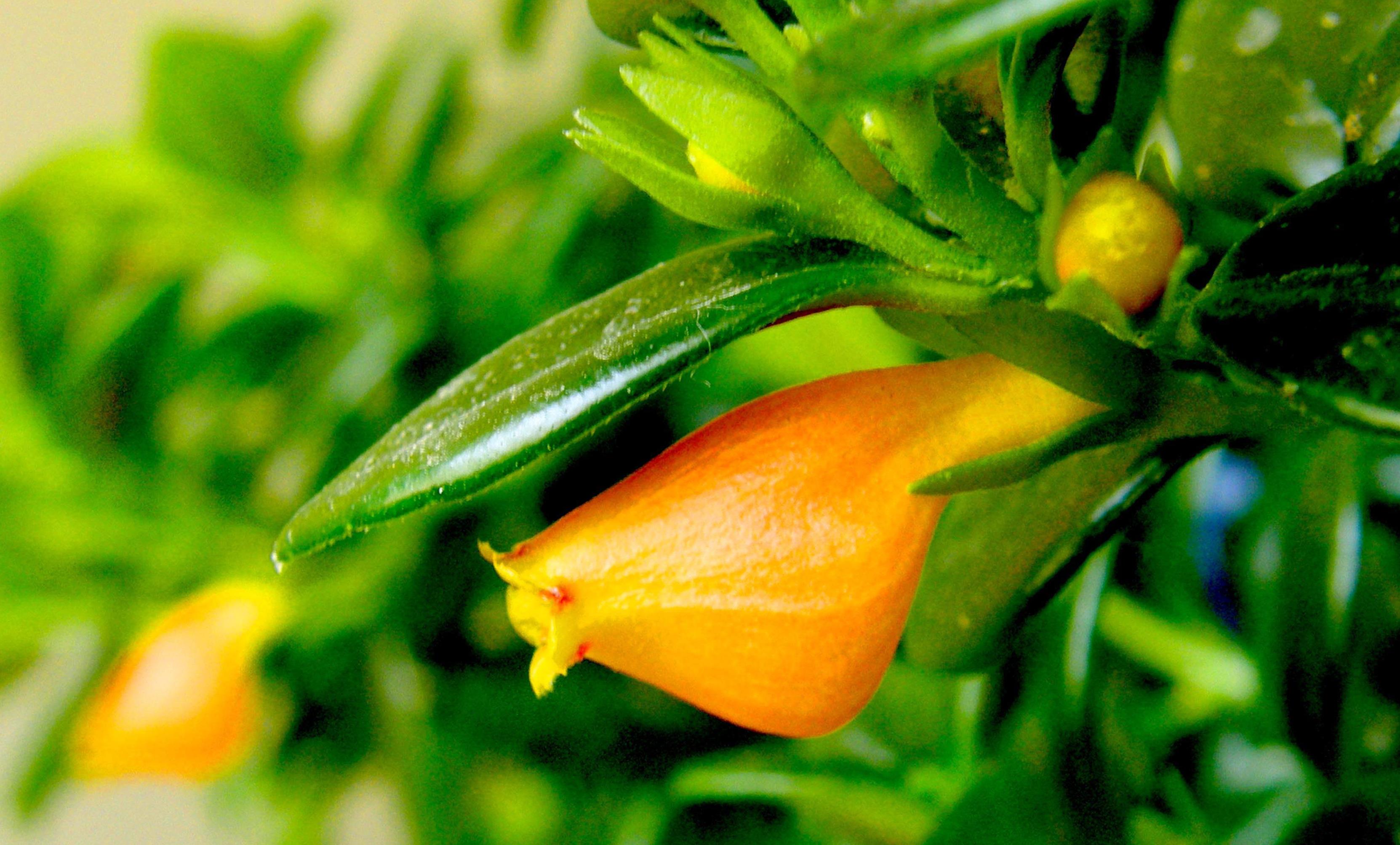 吊兰花卉的种类图片及名称,好看的吊兰植物图片及名称