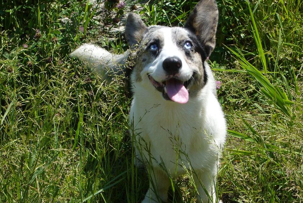 不听话的狗如何驯服,如何引导宠物狗不发脾气