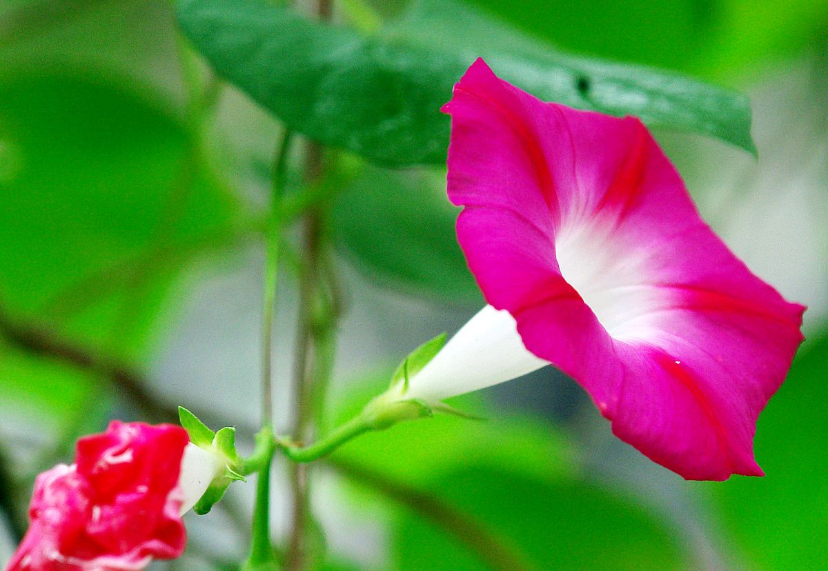 读古诗词草木芬芳,读古诗欣赏