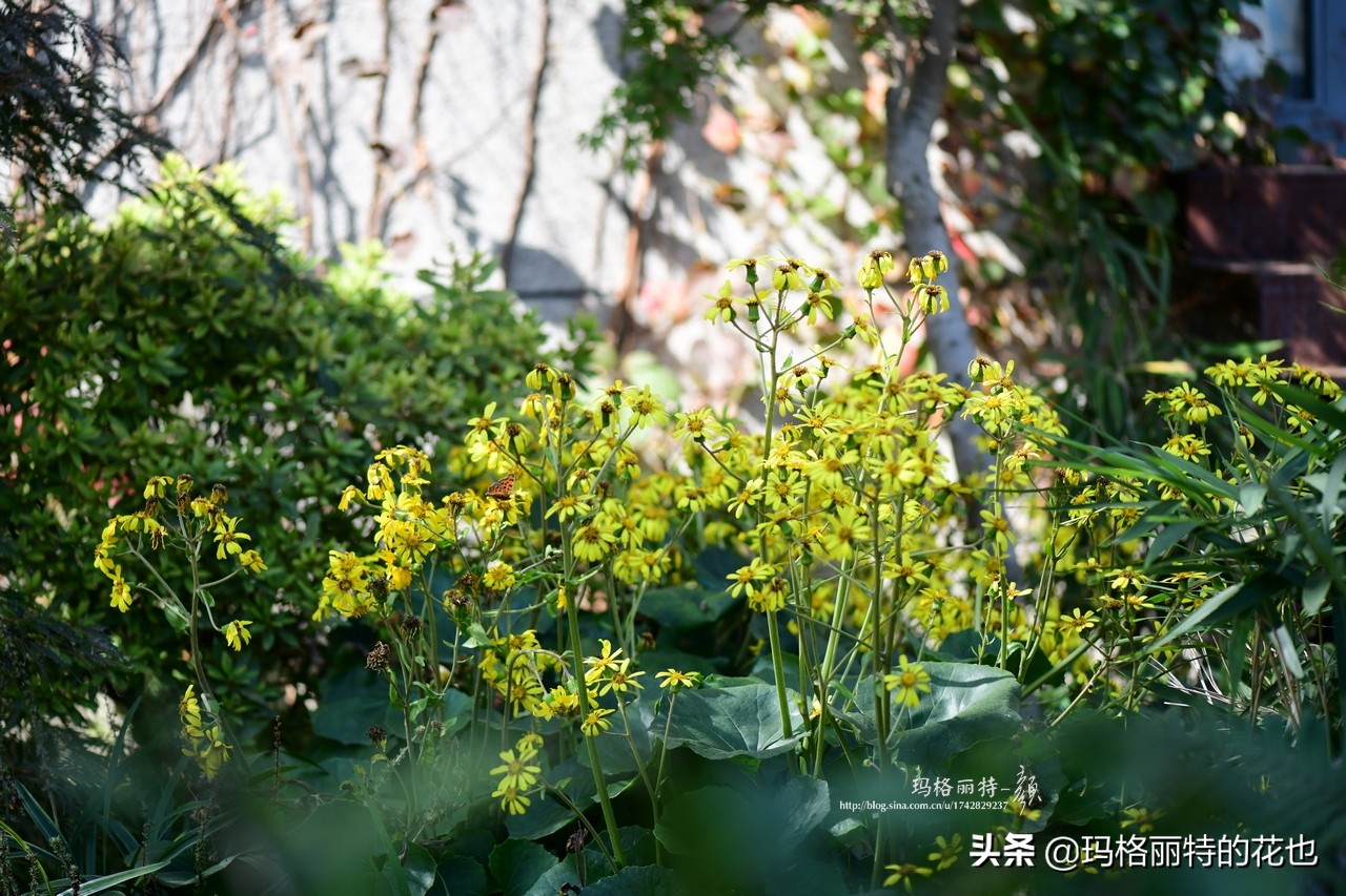 河马花园植物大全,荷马花园的月季