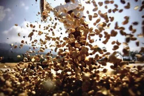 猫屎咖啡真的是用猫屎做的吗,市面上普通的猫屎咖啡是真的吗