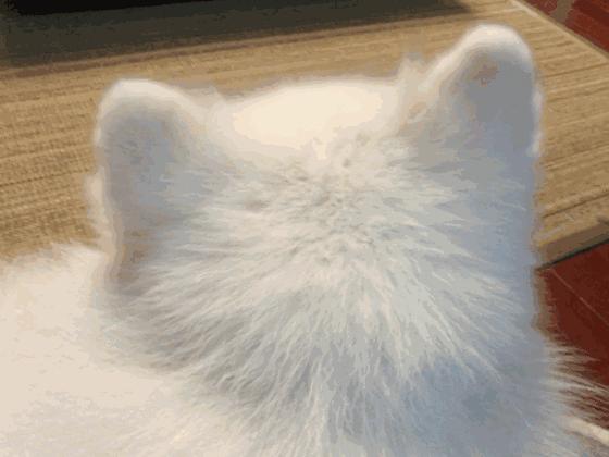 猫是固体还是液体有科学依据吗,科学家证实猫是液体