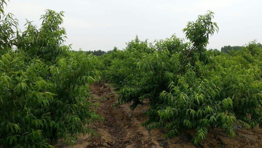 黄桃种植方法和技巧,嫁接黄桃的管理技术