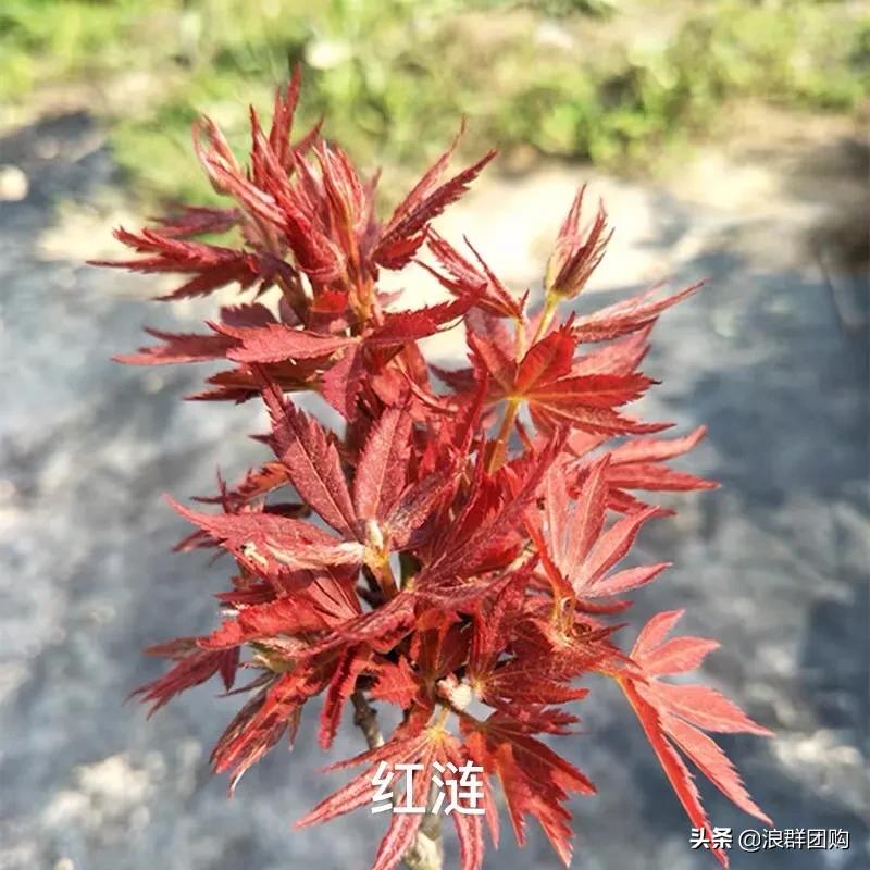 中式庭院藤类植物,枫树和紫藤