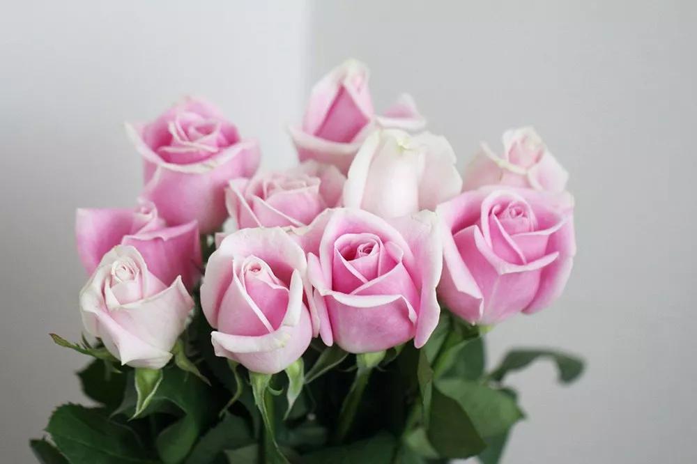 一篇文章带你认识三亚40种花,鲜花图鉴一次性认识30种玫瑰花