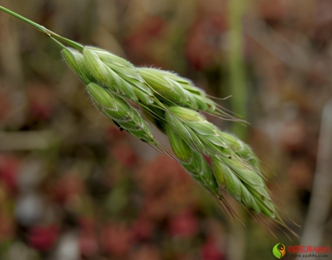 农田杂草图谱防治方法,农田主要杂草图谱