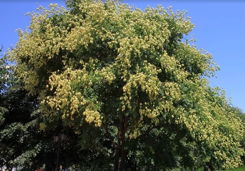 近期栾树价格,目前栾树市场销路