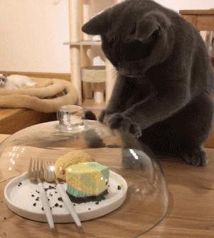 猫粮到底要怎么选好的品牌,一般怎样选择猫粮好