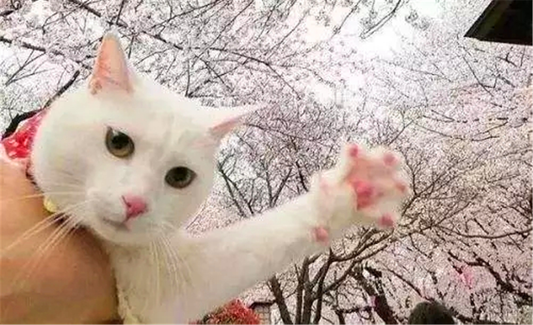 被猫抓伤可能患病的症状,如果被猫抓伤得病是什么症状