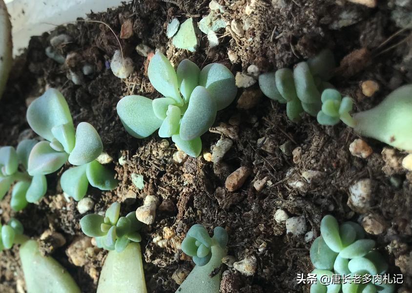 多肉叶插叶片看不到生长点,多肉叶插爆根没爆芽需要浇水吗
