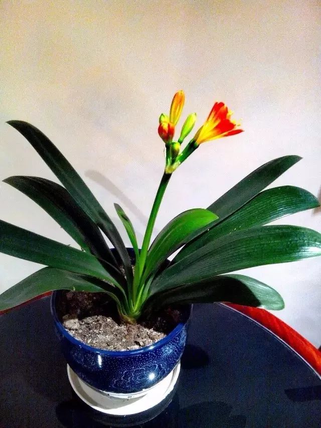 君子兰花苞到开花要多长时间,君子兰开花不出花苞是什么原因