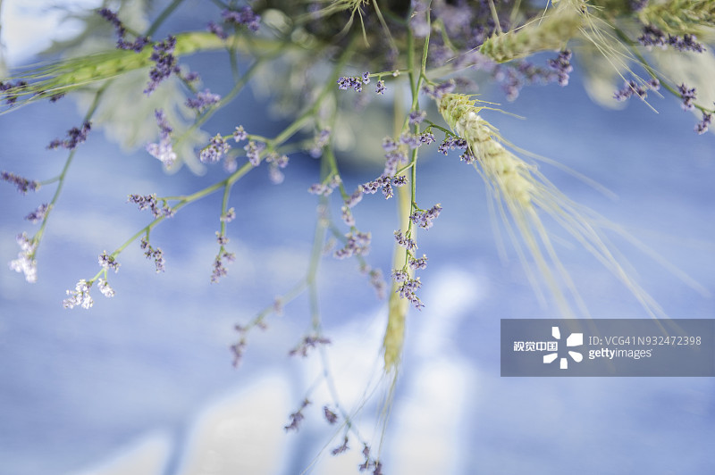 6种美好的花儿，陪你走过整个夏天的各个节气