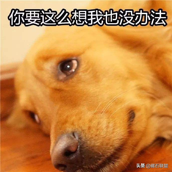 宠物粪检能检查什么,宠物体检应该查什么