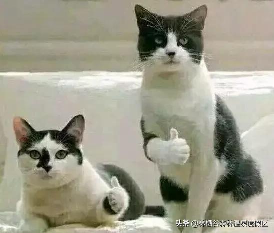 这些年微商中的经典语录,最新微商段子