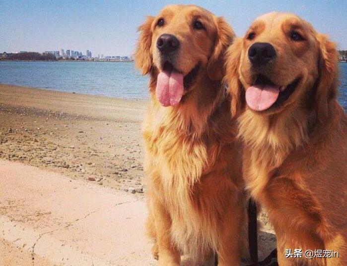 赛级双血统金毛成年一般多重,金毛狗狗能长多大