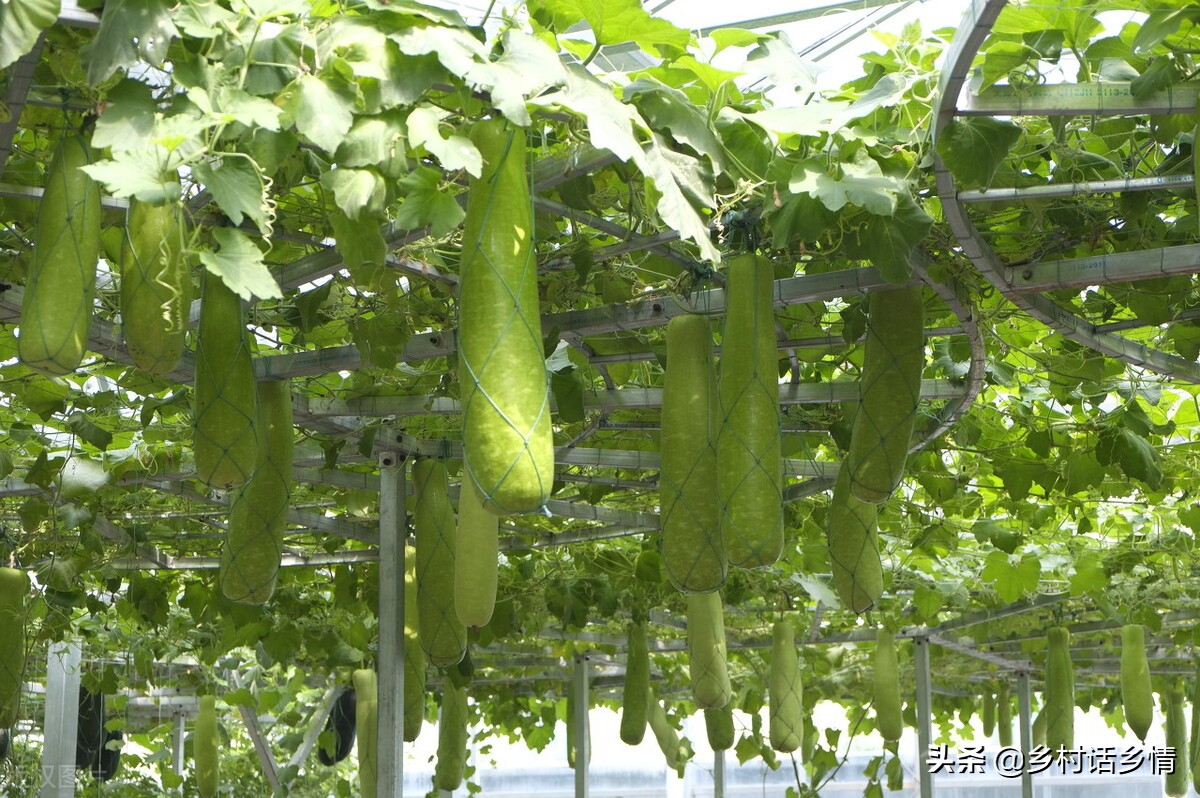 种植蔬菜用什么方法最好,如何科学种植蔬菜的方法