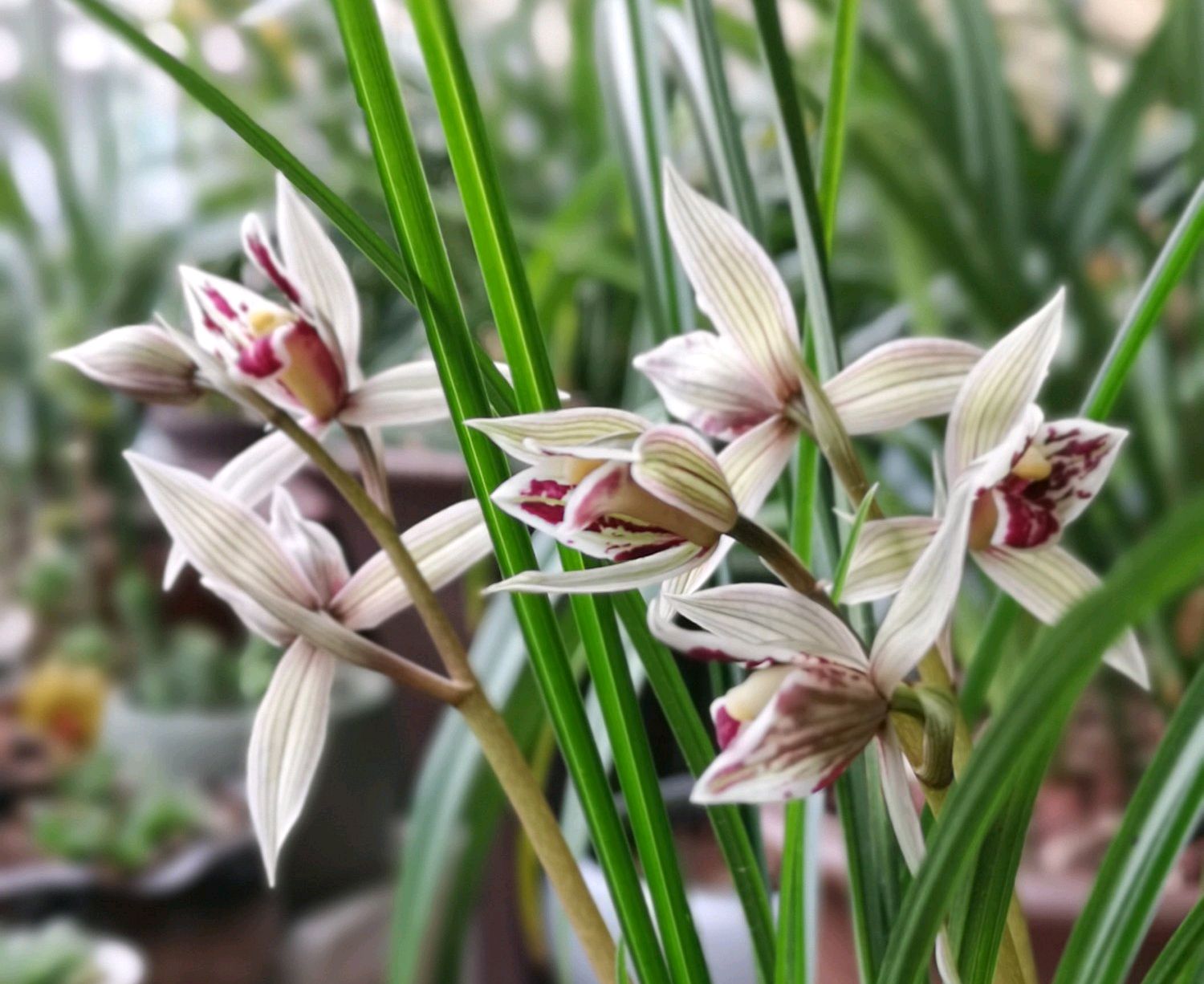 兰花三月份可以露养吗,刚给兰花浇水就下雨怎么办