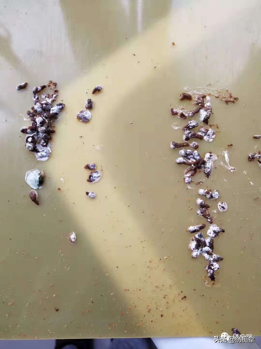 一品绣娘小说阅读,一品绣痴