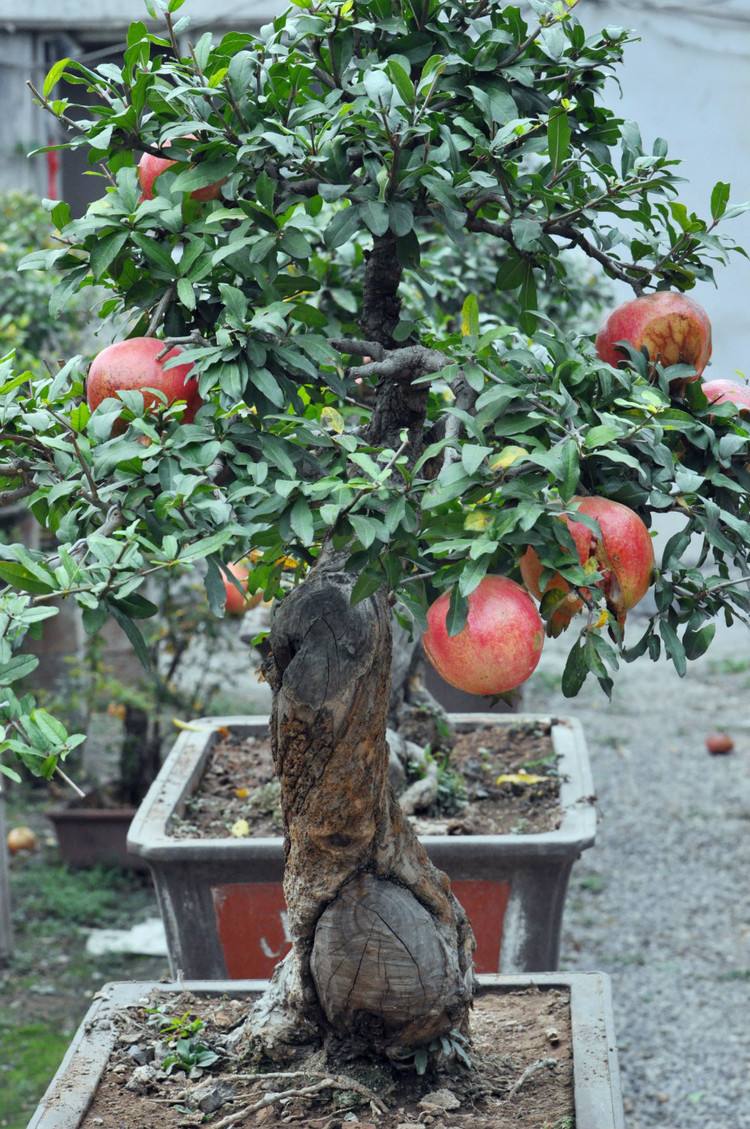 制作老桩树,可以做老桩的草本植物