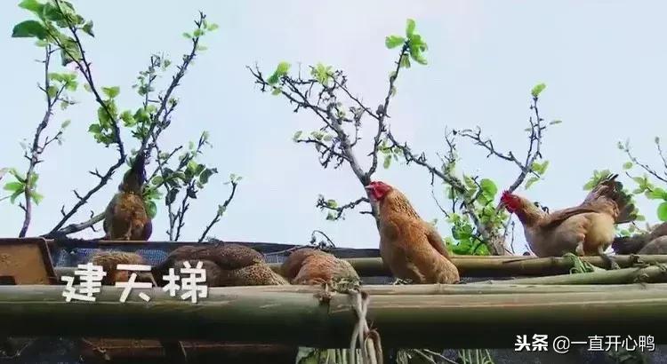 致富经节目现在怎么样了,致富经里的节目真实吗