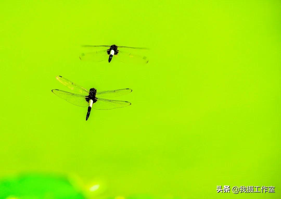 第16届国际摄影艺术展获奖作品,第29届全国摄影艺术展览作品集