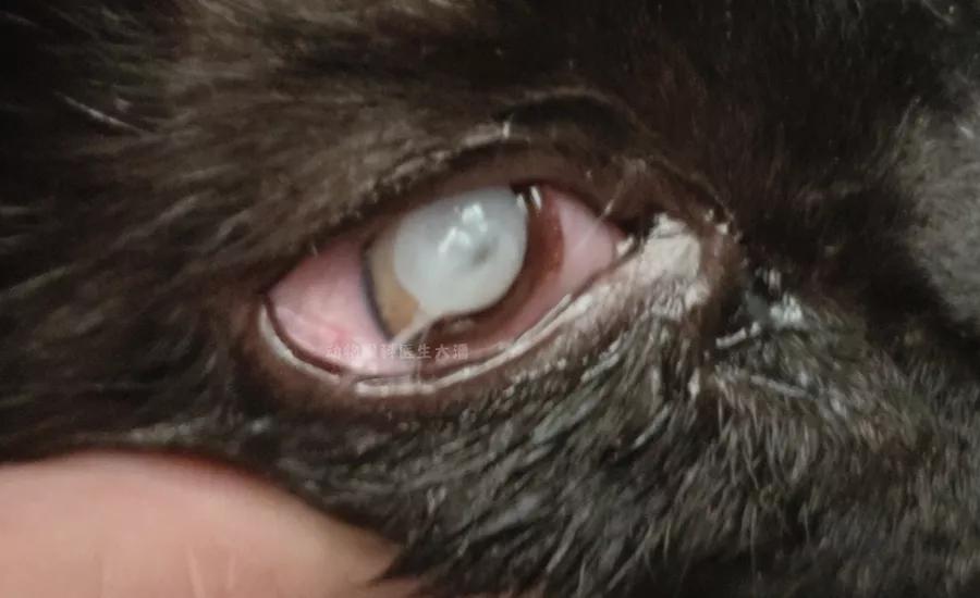 猫咪眼睛穿孔滴什么药,猫咪角膜穿孔