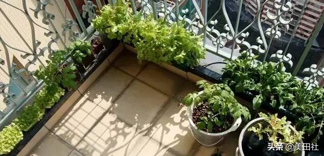 怎样在纸上种菜,纸上种菜的技术很简单