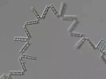 水产养殖业藻类的生命周期,水产养殖常见藻类植物