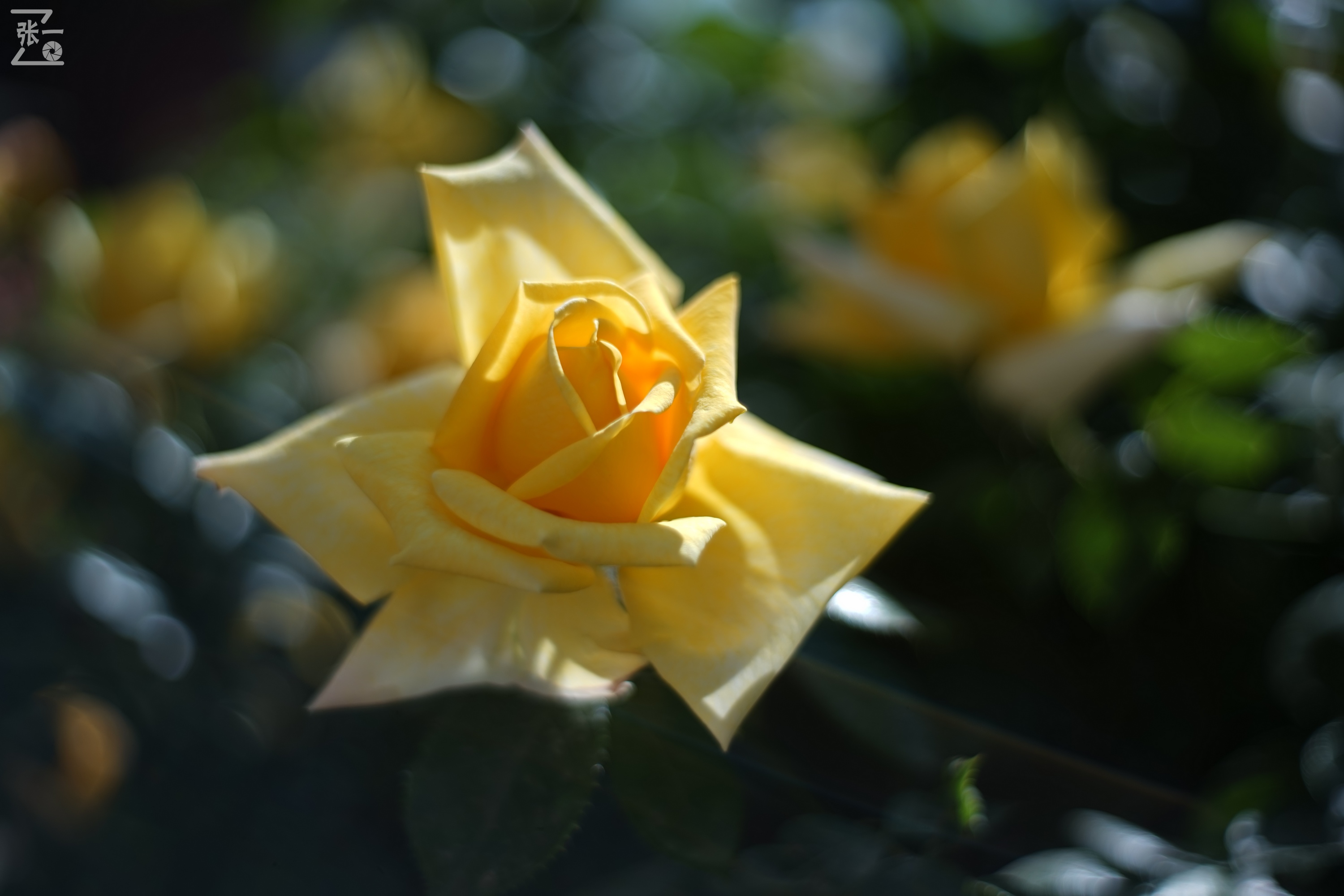 凤凰国产50mm镜头,凤凰索尼e口镜头