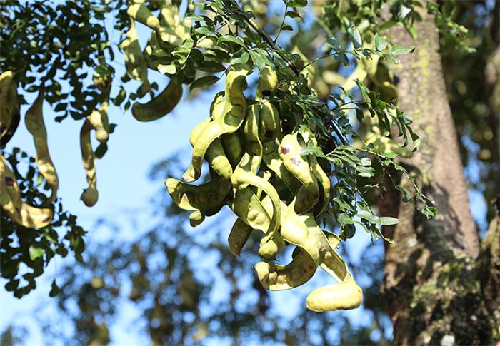 最有营养价值的树,这种树全身都是宝药用价值很高