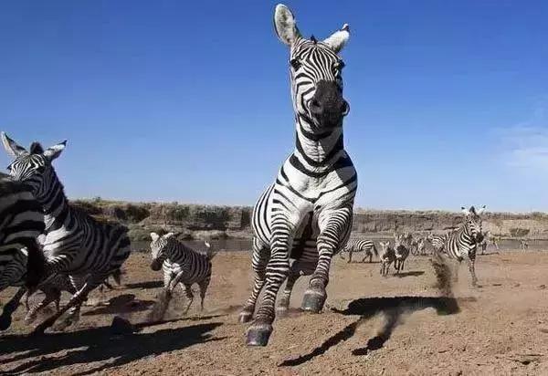 非洲斑马，食草动物界扛把子
