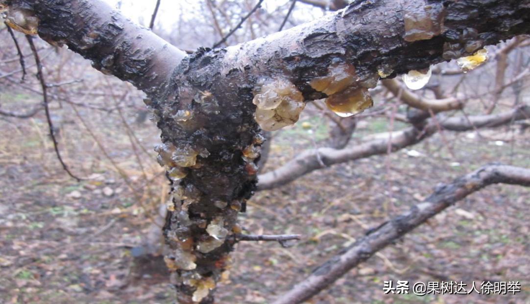 桃树流胶半死不活的打什么药,治桃树流胶最好的土办法