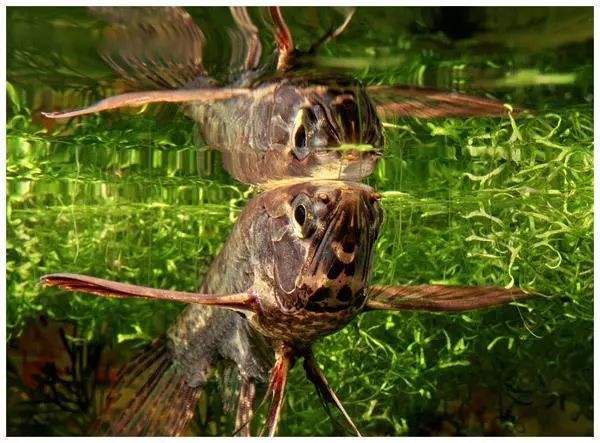 什么鱼最好养养不死而且很便宜,几种特别难养的鱼新手建议不要碰