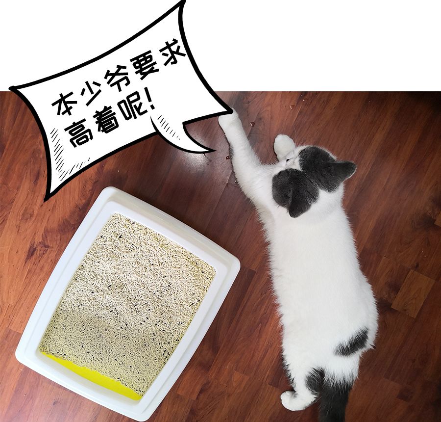 什么牌子的豆腐猫砂除臭好,强力除臭猫砂测评