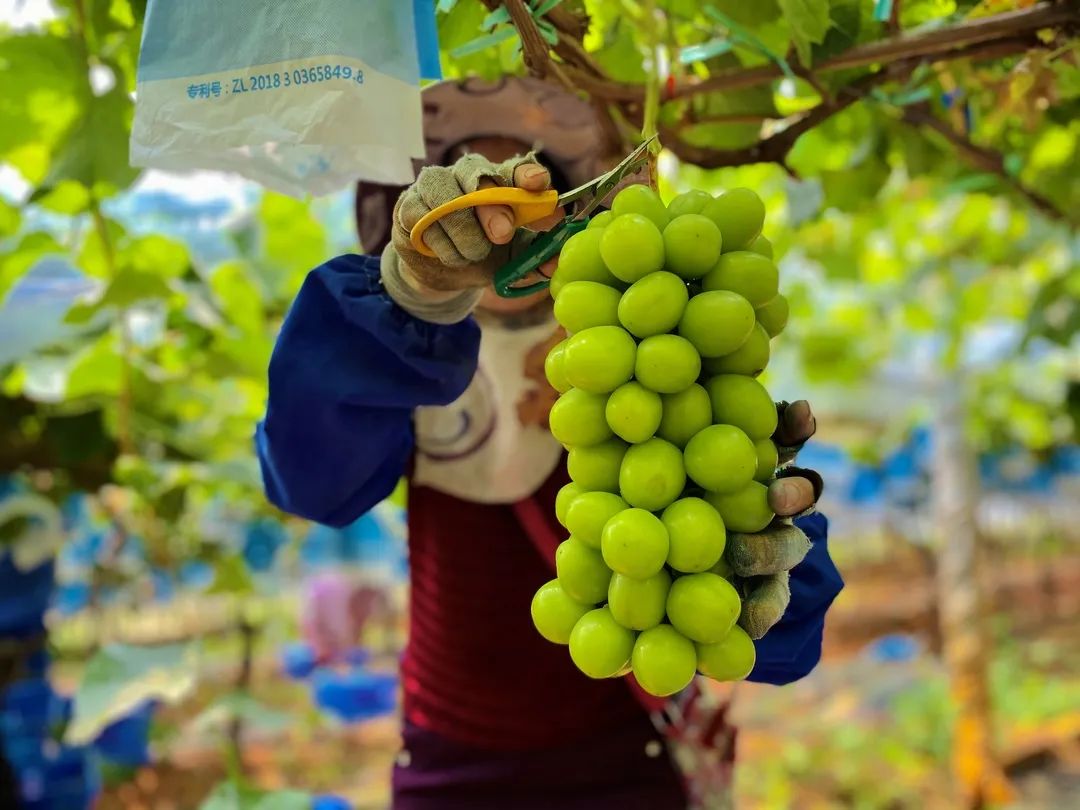 葡萄界的爱马仕晴王,葡萄界中的爱马仕跌落