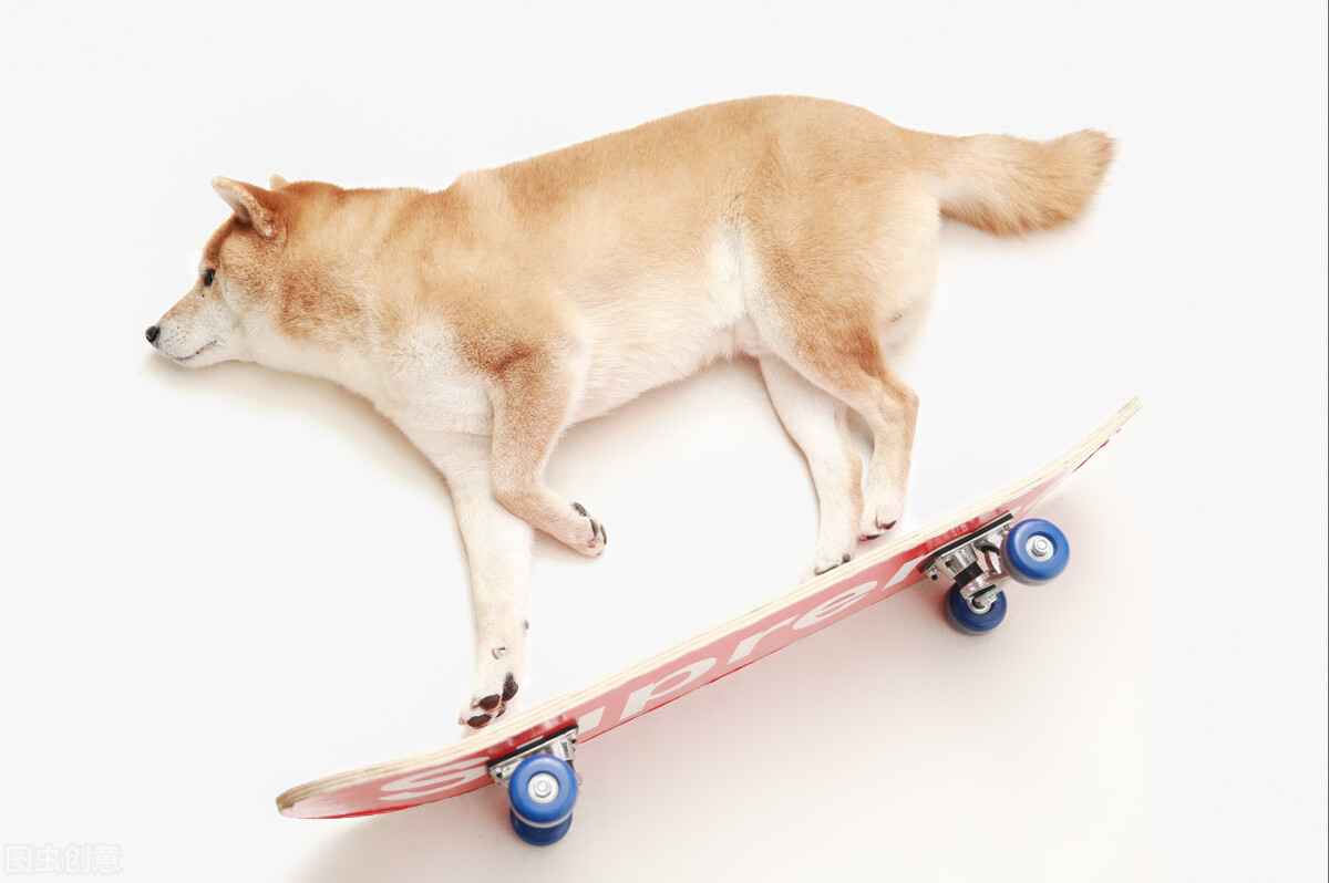 因表情包走红网络,网红柴犬表情包我只想拥有快乐