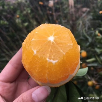 正宗的麻阳冰糖橙,麻阳冰糖橙糖分高吗