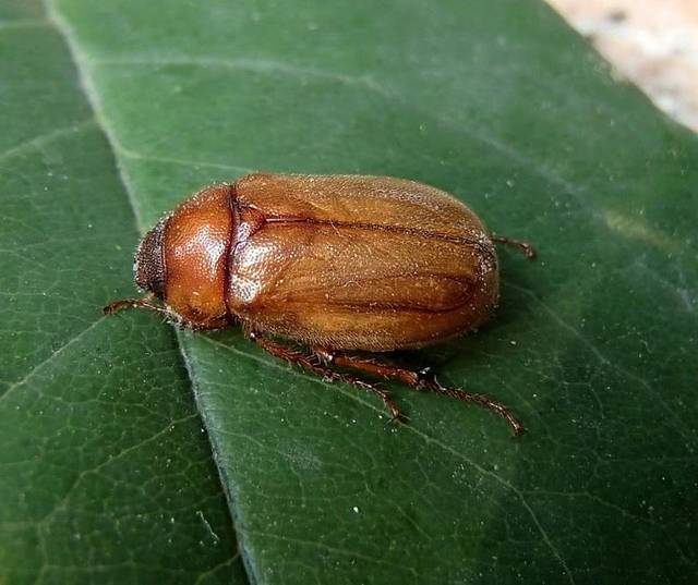 北方常见的昆虫科普知识大全集,南方动植物昆虫实物图鉴