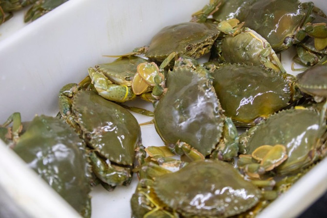 离岛微城慢生活,离岛微城慢生活嵊泗列岛