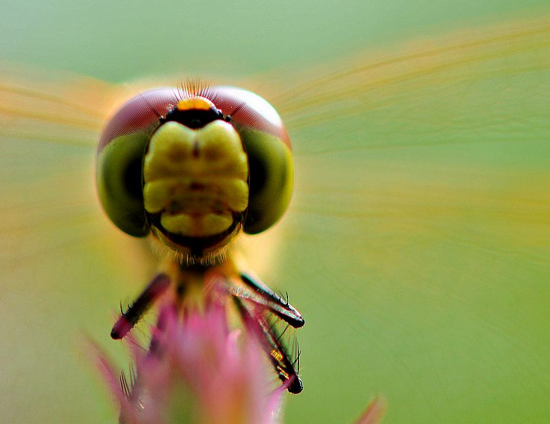 栖息在晚霞中的蜻蜓,栖息在竹林里的蜻蜓