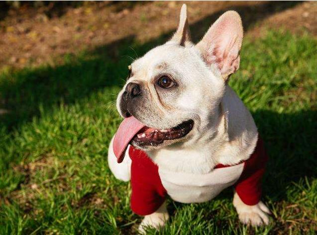 女生最爱养的六种狗，男生：以后女朋友生气，就靠它们哄了