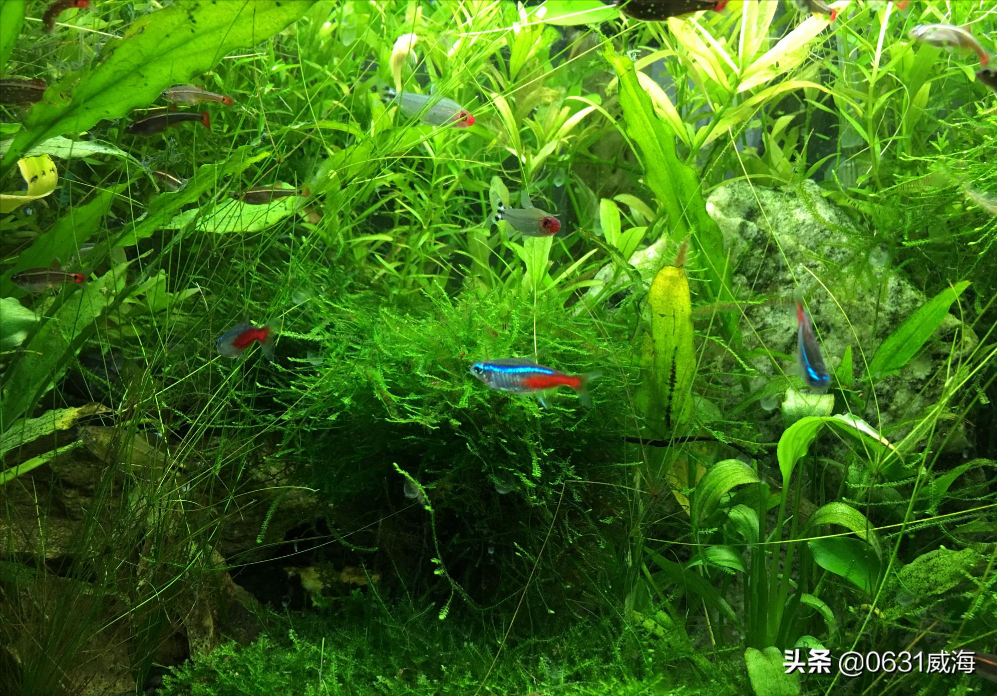 水草缸最合适的过滤方式,水草缸推荐什么过滤系统