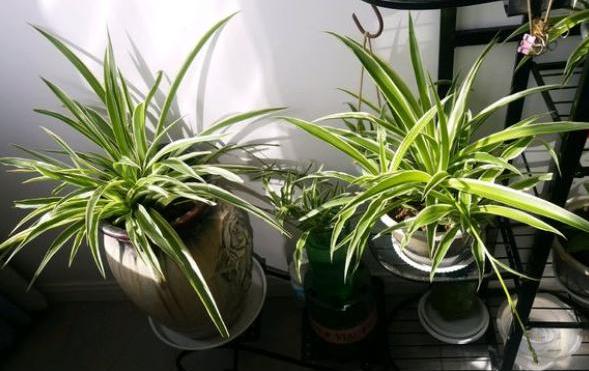 吊兰虽皮实，但有“几点”不可缺，做好叶片四季翠绿，折都折不断