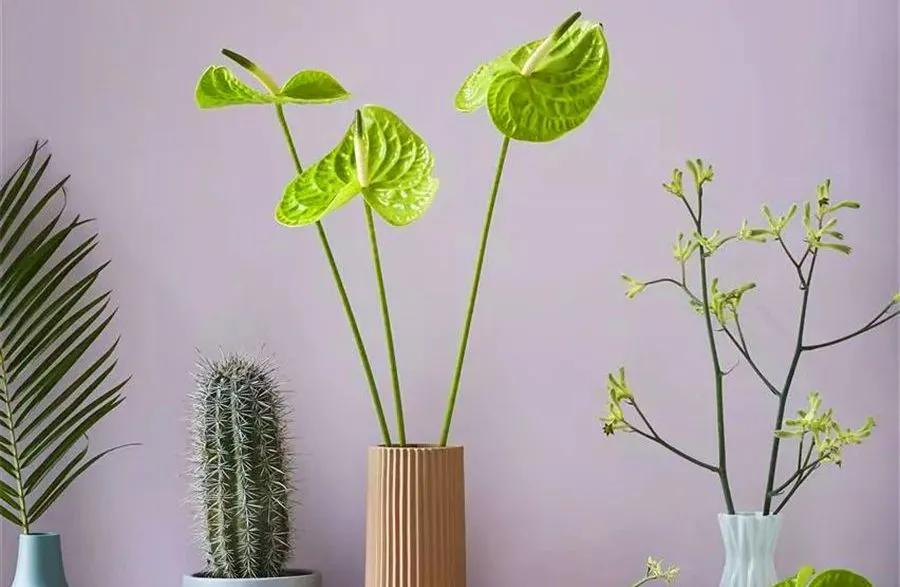 花店销售必知花语是什么,花店花语大全寓意