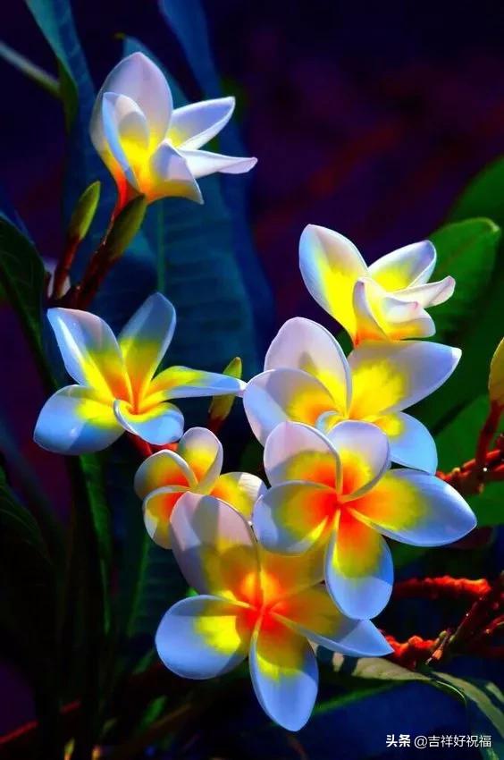 送给群友的美图,最新群相册大全